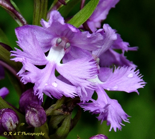 {Platanthera psycodes}